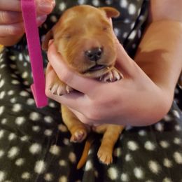 Pink - Dark golden female Golden Retriever puppy in Lanesboro, Minnesota from Eagle Ridge Golden Retrievers