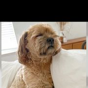 Chloe - Shorkie
