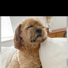 Chloe - Shorkie