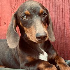 Bacon - Chocolate and tan male Dachshund puppy in Litchfield, Michigan from High Country Kennels