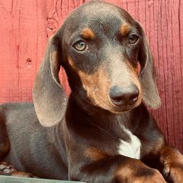 Bacon - Chocolate and tan male Dachshund puppy in Litchfield, Michigan from High Country Kennels