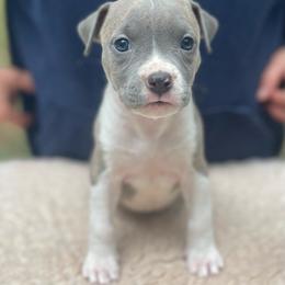 Delta - Blue brindle female American Staffordshire Terrier puppy in Monroe, Georgia from Irresistibull Staffords