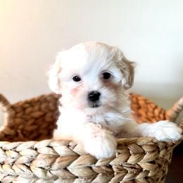 Dot - White female Maltipoo puppy in Wendell, North Carolina from Teddys Teddy Bears