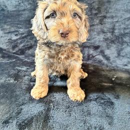 Hal - Merle male Cockapoo puppy in Adrian, Oregon from ApplebyFarm