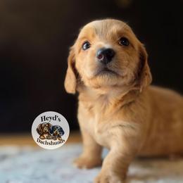 Roo - Red male Dachshund puppy in Hoquiam, Washington from Heyd's Mini Dachshunds