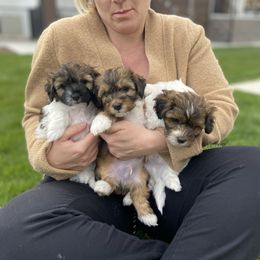 Havanese and Havapoo Puppies from Ladypawspuppies