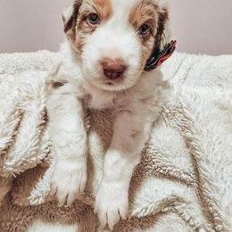 Australian Shepherd Puppies from Lake Daze