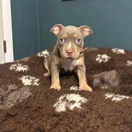 Aemond - Lilac tri-color male American Bully puppy in Henderson, Kentucky from Medusa’s Bullies