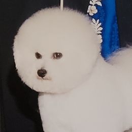 Roman - Bichon Frise