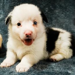 American Corgi, Cardigan Welsh Corgi, and Pembroke Welsh Corgi Puppies from Cal Beach Corgis