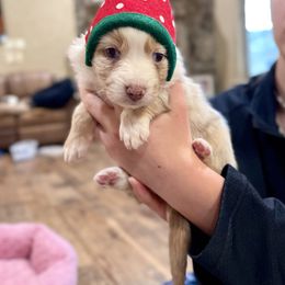 Australian Shepherd, Miniature American Shepherd, Miniature Australian Shepherd, and Toy Australian Shepherd Puppies from Painted Blue Aussies
