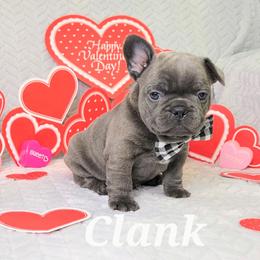 French Bulldog Puppies from JOLYNN Mecham