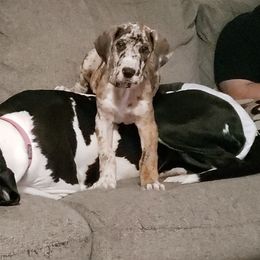 Great Danes from Sacandaga Danes
