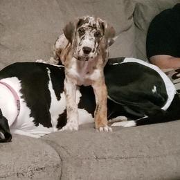 Great Danes from Sacandaga Danes