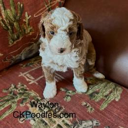 Waylon - Cream male Poodle puppy in Lance Creek, Wyoming from CK Poodles LLC
