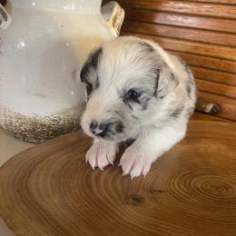 Libby - Blue merle female Border Collie puppy in Lakeview, Michigan from Haven Creek Farm