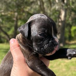 Girl 1 - Brindle female Boxer puppy in Saugerties, New York from Nala’s Pride