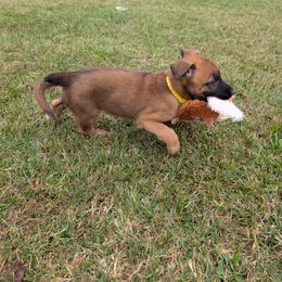 Green male - Mahogany male Belgian Malinois puppy in Paynes Corner, Virginia from Von-Zito Belgian Malinois