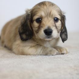 Smokey - Cream male Dachshund puppy in Alto, Texas from Prima Dachshunds
