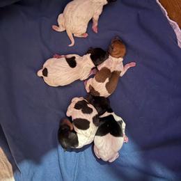 Pup A - White black and tan male Toy Fox Terrier puppy in Clermont, Florida from Debbie Hiles's Toy Fox Terriers