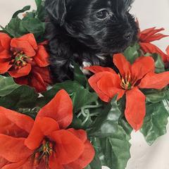 Havana Silk Dog Puppies from Joyful Heart Silks