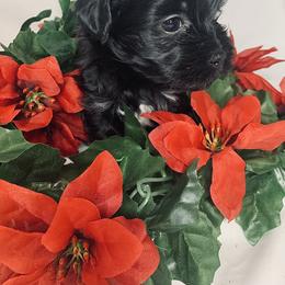 Havana Silk Dog Puppies from Joyful Heart Silks