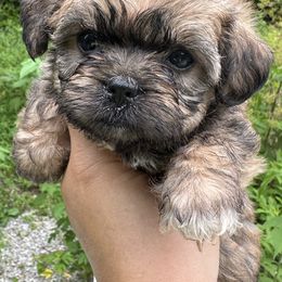 Belge - Sable female Assorted Doodle Crosses puppy in Kentucky from Em&M Pomeranians