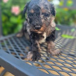 Ringo Starr - male Cavapoochon puppy in Bullard, Texas from Cavapoochon Central LLC