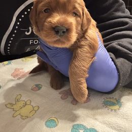 Red collar - Red female Australian Labradoodle puppy in Walnut Creek, California from Pawfect Doodles