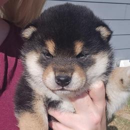 Meeko - Black and tan male Shiba Inu puppy in Marianna, Florida from Diwasou
