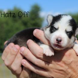 Cavapoo and Pomsky Puppies from Hatz Off Puppies