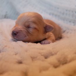 Havapoo Puppies from Little Wyo Doodles