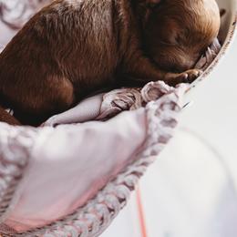 Poodles from Vegas Toy Poodles