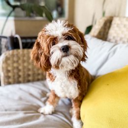 Echo - Cavapoo