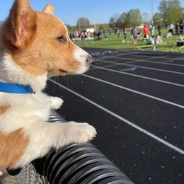 American Corgi and Pembroke Welsh Corgi Puppies from Beebe’s Corgis