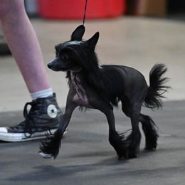 Eve - Black and white female Chinese Crested puppy in Woodland Park, Colorado from Feathers End Kennels
