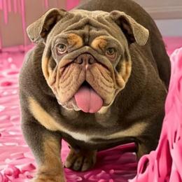Topaz - Bulldog