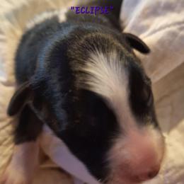 ECLIPSE-btf - Black tri-color female Australian Shepherd puppy in Salem, Arkansas from Patchwork Kennels