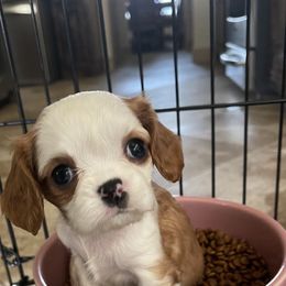 Cavalier King Charles Spaniel Puppies from Hidden Creek Cavaliers