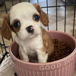 Cavalier King Charles Spaniel Puppies from Hidden Creek Cavaliers