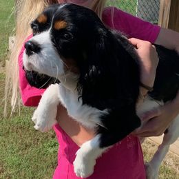 Maisley - Cavalier King Charles Spaniel