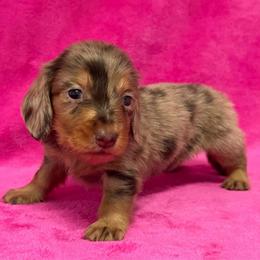 Tatum - Dapple female Dachshund puppy in Lincoln, Arkansas from Red Dirt Dachshunds