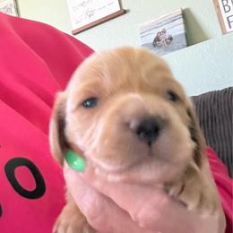 Ee cream possible clear cream - Cream female Dachshund puppy in Swanton, Ohio from Mighty But Mini Dachshunds