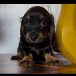 Hibiscus - Black and tan female Dachshund puppy in Floresville, Texas from Muddy River Dachshunds