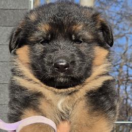 German Shepherd Puppies from Hamza Chaudhary