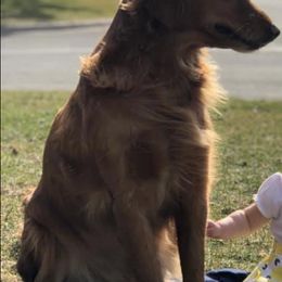 Golden Retriever All Grown Up from Mikaela's Golden Retrievers