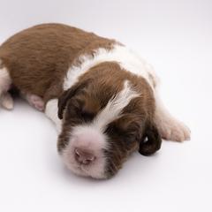 Bernedoodle, Saint Berdoodle, and Sheepadoodle Puppies from Yankee Doodle Puppies