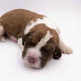 Bernedoodle, Saint Berdoodle, and Sheepadoodle Puppies from Yankee Doodle Puppies