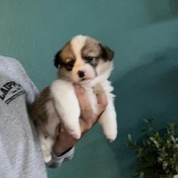 Boy 2 - Red male Pembroke Welsh Corgi puppy in Chino Valley, Arizona from Blecker Kennel