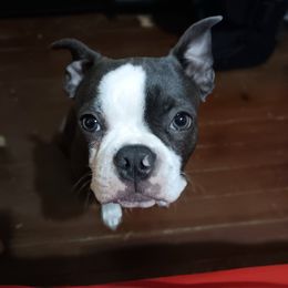 Rhys - Blue male Boston Terrier puppy in Kingsport, Tennessee from Irish Heart Bostons